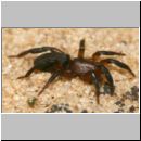 Zelotes electus - Plattbauchspinne 02b 8mm - Sandgrube Niedringhaussee.jpg